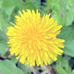 Meet your Posher, Posh